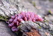 zakjestrilzwam (Ascotremella faginea) 10-2020 3746